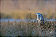 ausruhen... Graureiher *Ardea cinerea*