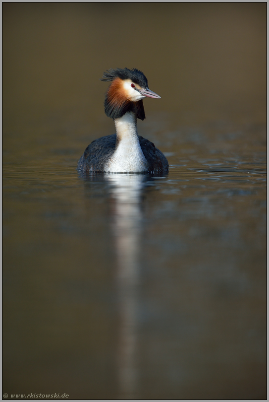 schön anzusehen... Haubentaucher *Podiceps cristatus*