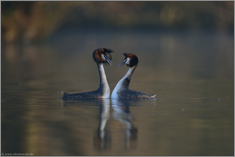 balzend... Haubentaucher *Podiceps cristatus*