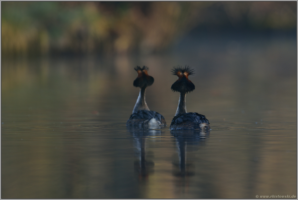 gefunden... Haubentaucher *Podiceps cristatus*