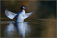 Bewegungsunschärfe... Haubentaucher *Podiceps cristatus*