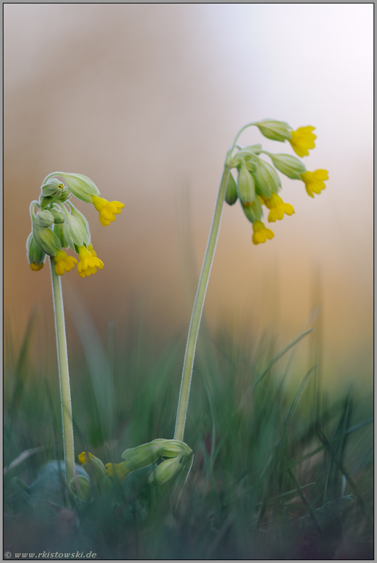 Himmelsschlüssel... Echte Schlüsselblume *Primula veris*