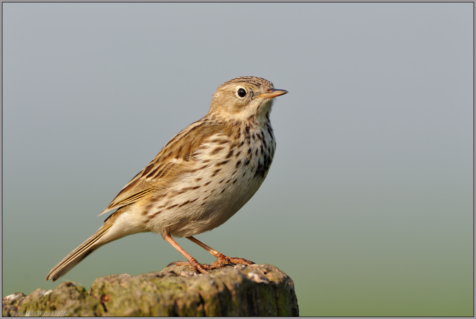 wenig scheu... Wiesenpieper *Anthus pratensis*