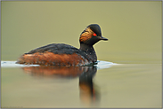 in ruhiger See... Schwarzhalstaucher *Podiceps nigricollis*