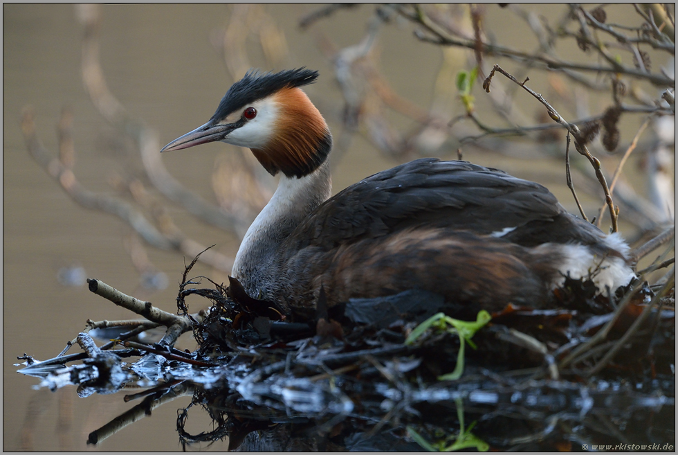 auf dem Nest... Haubentaucher *Podiceps cristatus*