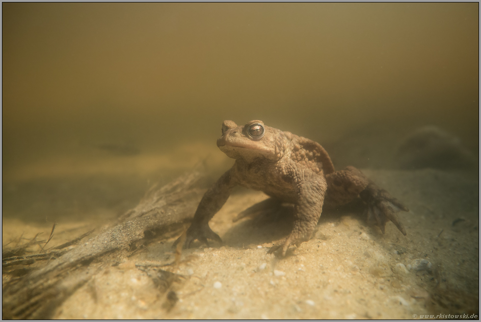 erste Versuche... Erdkröte *Bufo bufo*