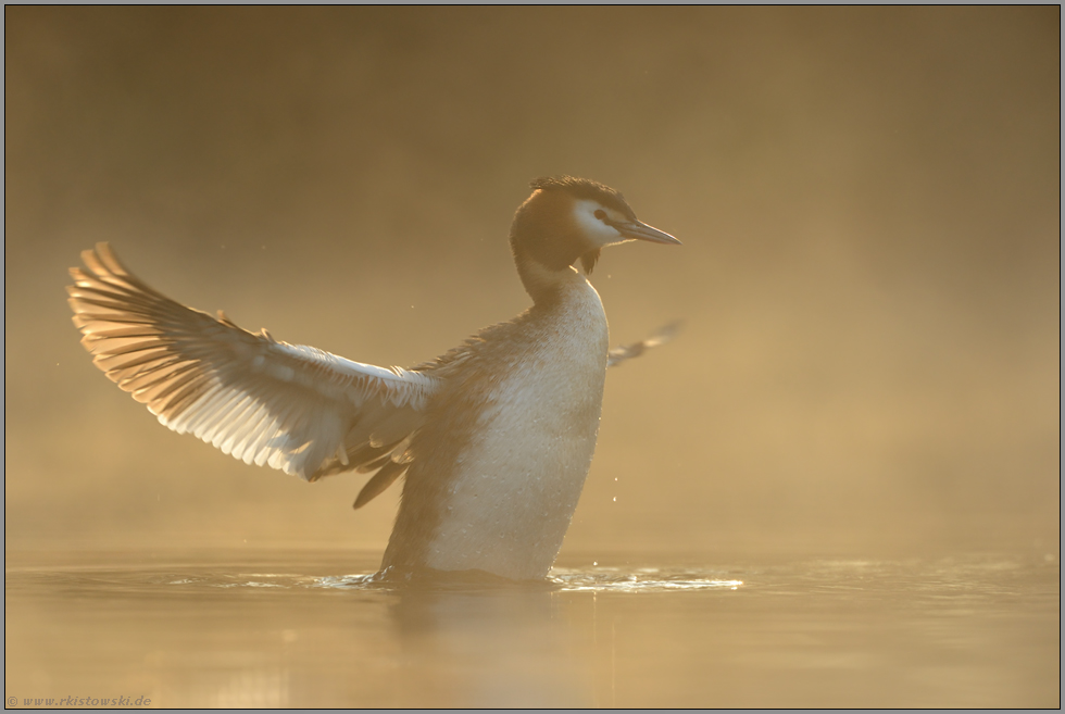 durchleuchtet... Haubentaucher *Podiceps cristatus*