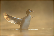 durchleuchtet... Haubentaucher *Podiceps cristatus*