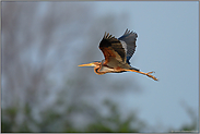 seltene Begegnung... Purpurreiher *Ardea purpurea*