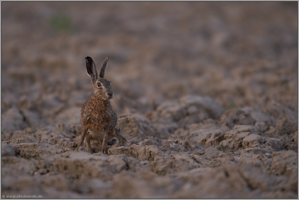 Brauntöne... Feldhase *Lepus europaeus*