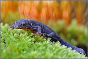 feurig orange... Bergmolch *Ichthyosaura alpestris*