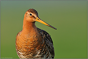 fast schon zu nah... Uferschnepfe *Limosa limosa*