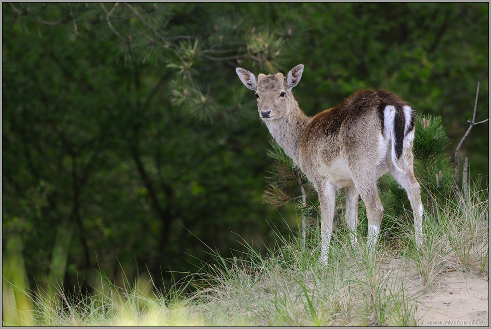 abgeworfen... Damhirsch *Dama dama*