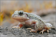 Glockenfrosch... Geburtshelferkröte *Alytes obstetricans*