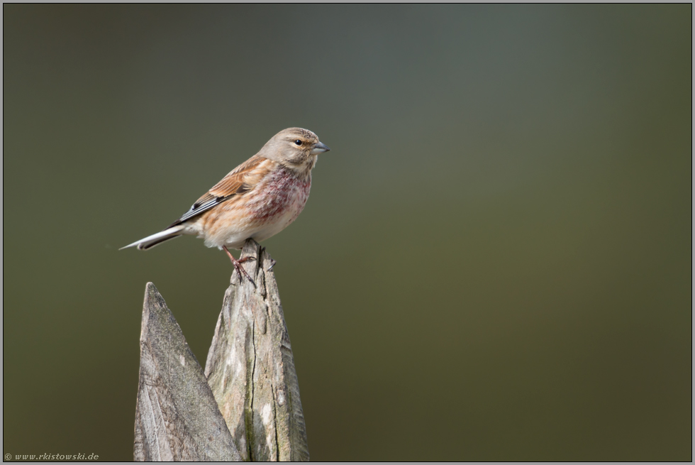 freigestellt... Bluthänfling *Carduelis cannabina*