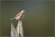 freigestellt... Bluthänfling *Carduelis cannabina*