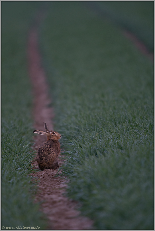 ganz früh... Feldhase *Lepus europaeus*