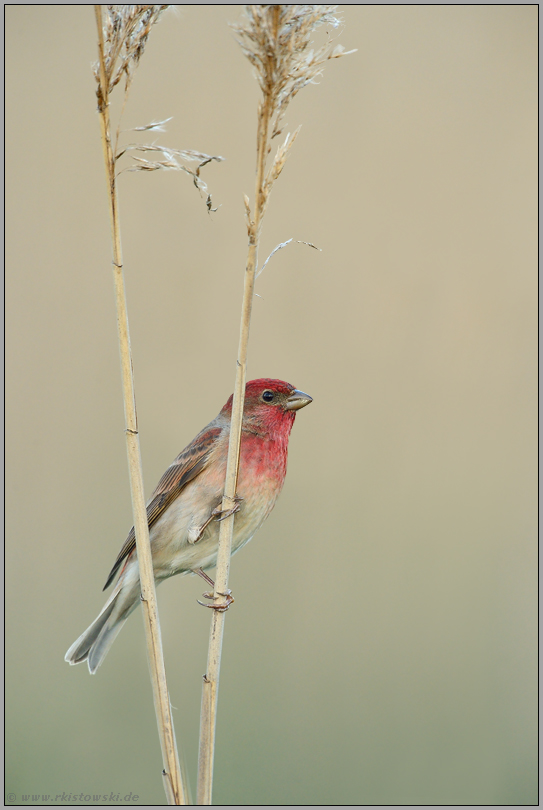 Schilfhalme... Karmingimpel *Carpodacus erythrinus*