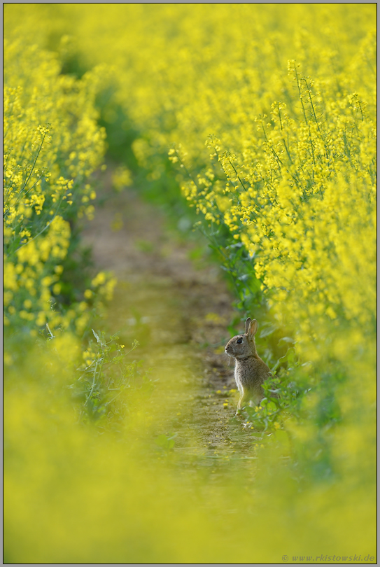 Rapsmännchen... Wildkaninchen *Oryctolagus cuniculus*