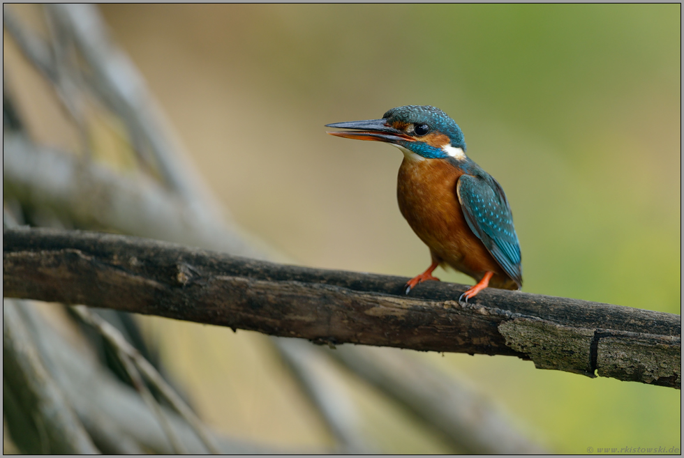 der Pfiff... Eisvogel *Alcedo atthis*