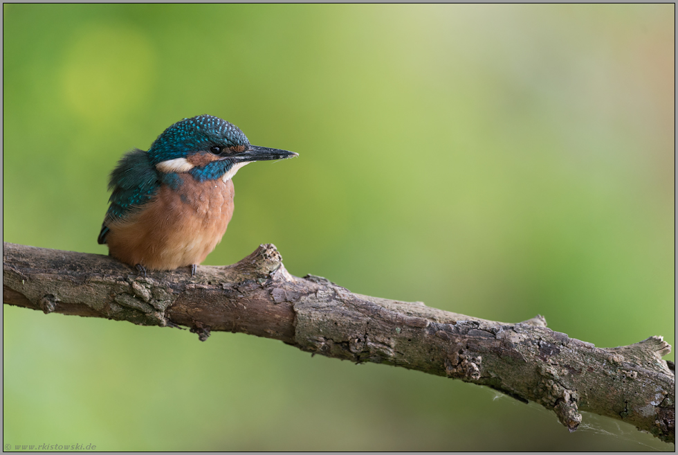 aufmerksam... Eisvogel *Alcedo atthis*