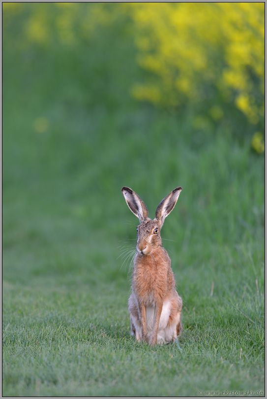 ganz brav... Feldhase *Lepus europaeus*