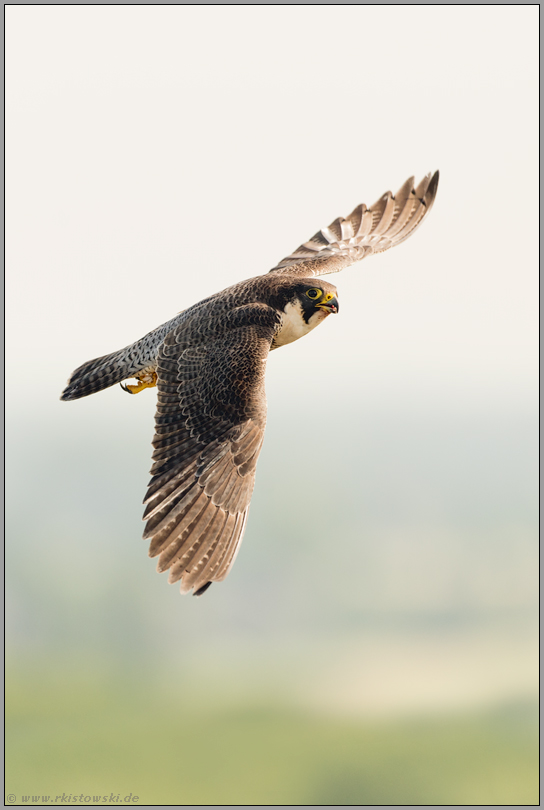 hoch oben... Wanderfalke *Falco peregrinus*