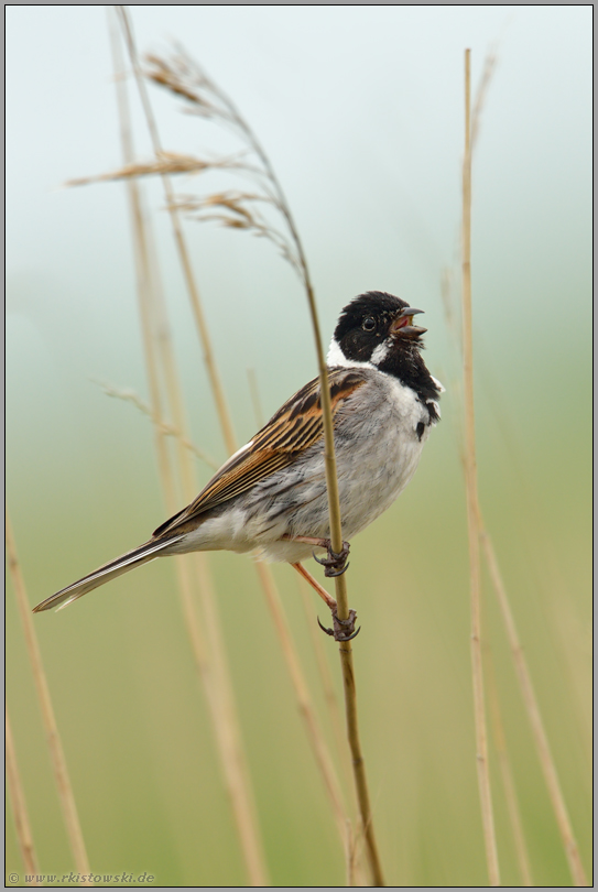 schimpfender Rohrspatz... Rohrammer *Emberiza schoeniclus*