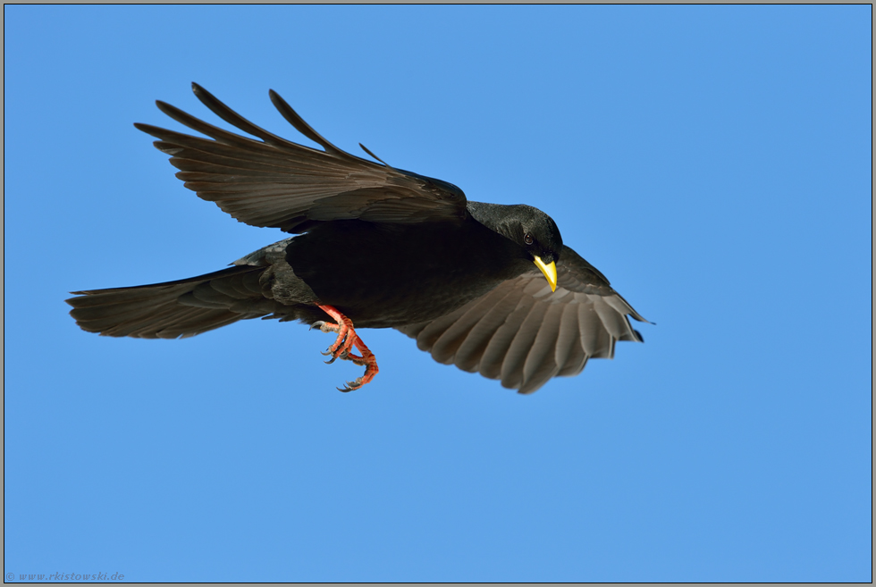 Überflieger... Alpendohle *Pyrrhocorax graculus*