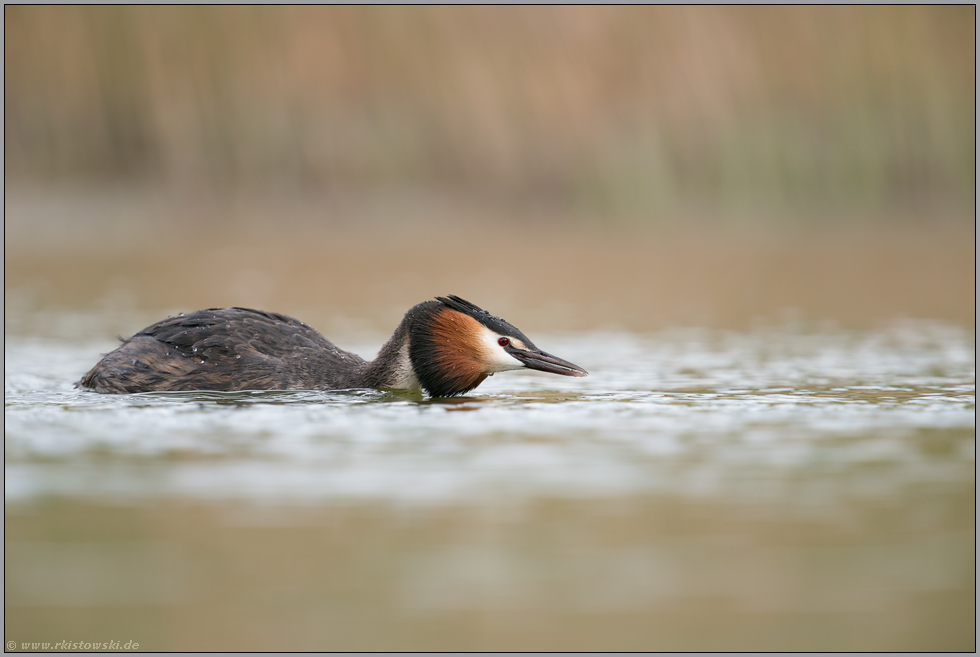 Lauerstellung... Haubentaucher *Podisceps cristatus*