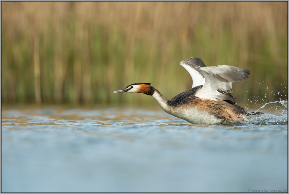 Revierverhalten... Haubentaucher *Podiceps cristatus*