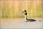 mit hoch erhobenem Kopf... Haubentaucher *Podiceps cristatus*