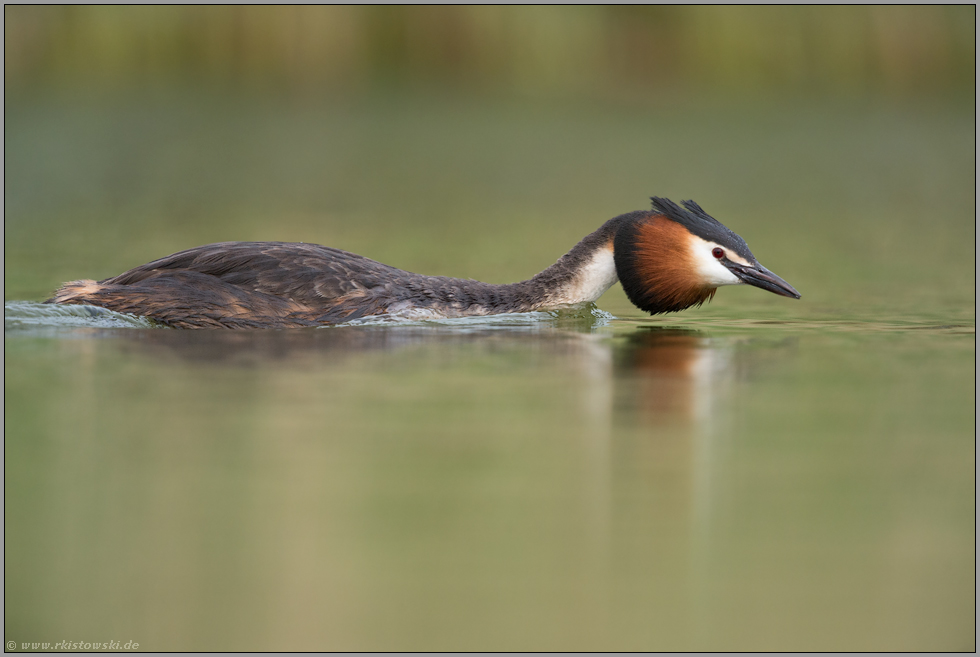 zügig unterwegs... Haubentaucher *Podiceps cristatus*