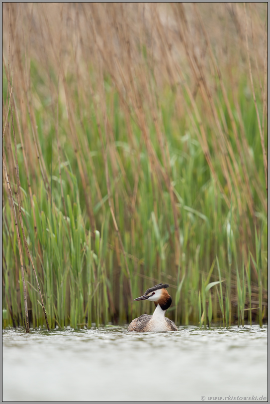 Lebensraum... Haubentaucher *Podiceps cristatus*