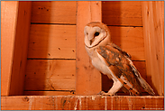 vorsichtig... Schleiereulen *Tyto alba*