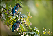 Vater und Sohn (oder Tochter)... Eisvogel *Alcedo atthis*