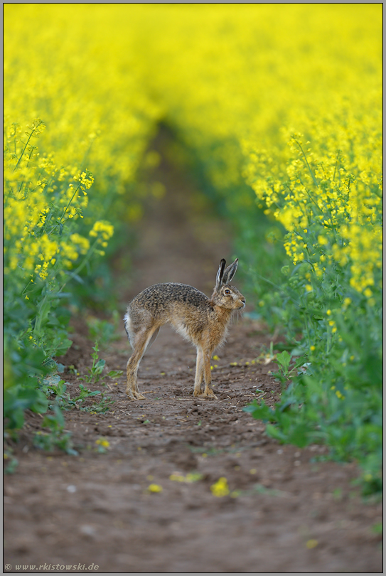 Katzenbuckel... Feldhase *Lepus europaeus*