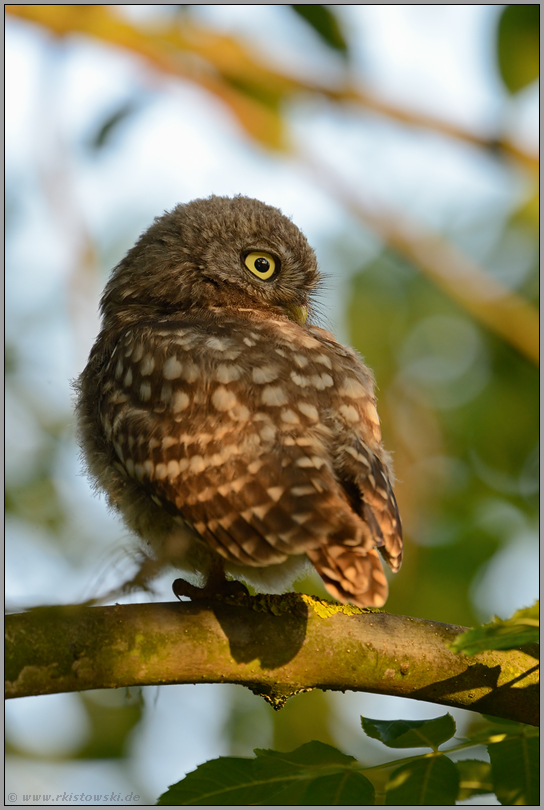 Jungvogel im Baum... Steinkauzästling *Athene noctua*
