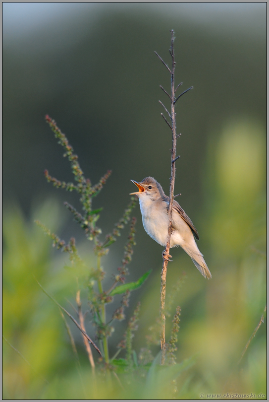 im frühen Morgenlicht... Sumpfrohrsänger *Acrocephalus palustris*