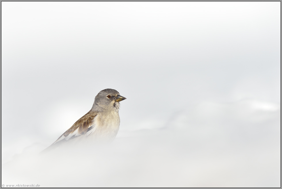 Überlebenskünstler... Schneesperling *Montifringilla nivalis*