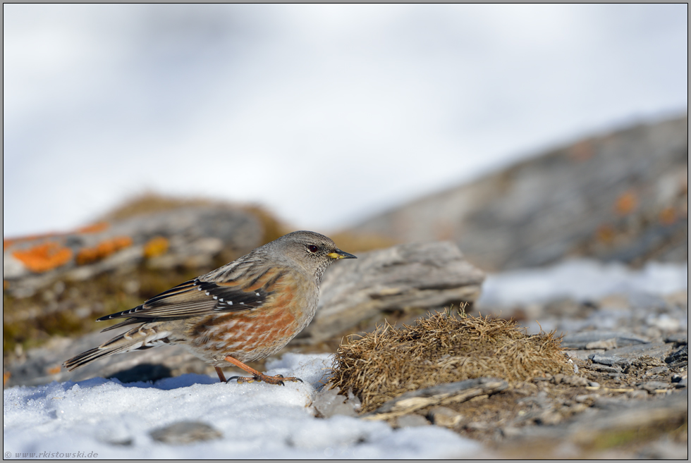 karger Lebensraum... Alpenbraunelle  *Prunella collaris*