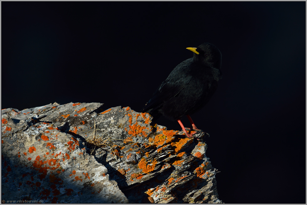 ein schöner Tag geht zu Ende... Alpendohle *Pyrrhocorax graculus*