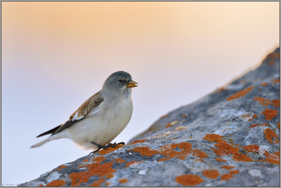 Alpenglühen... Schneesperling *Montifringilla nivalis*