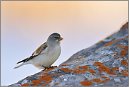 Alpenglühen... Schneesperling *Montifringilla nivalis*