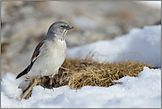 im Lebensraum... Schneesperling *Montifringilla nivalis*