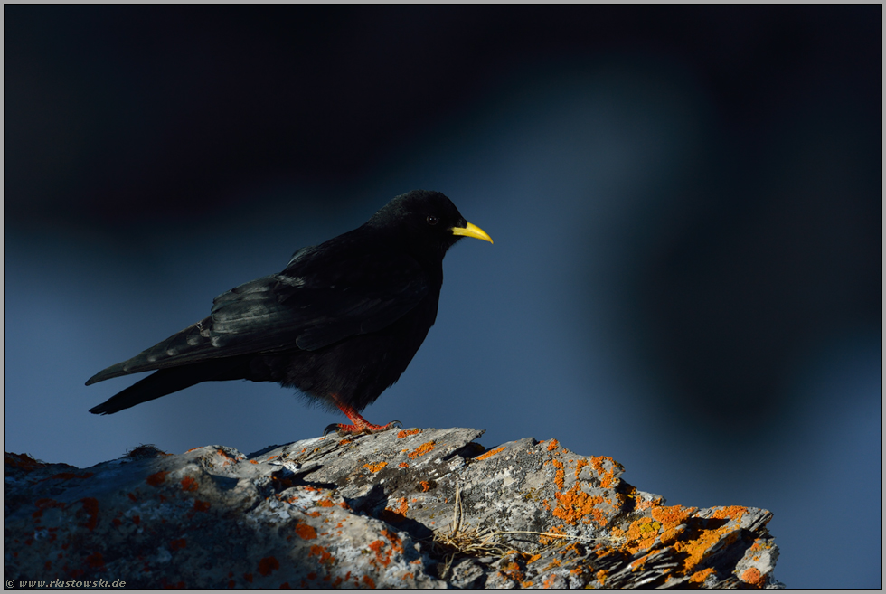 Schattenwurf... Alpendohle *Pyrrhocorax graculus*