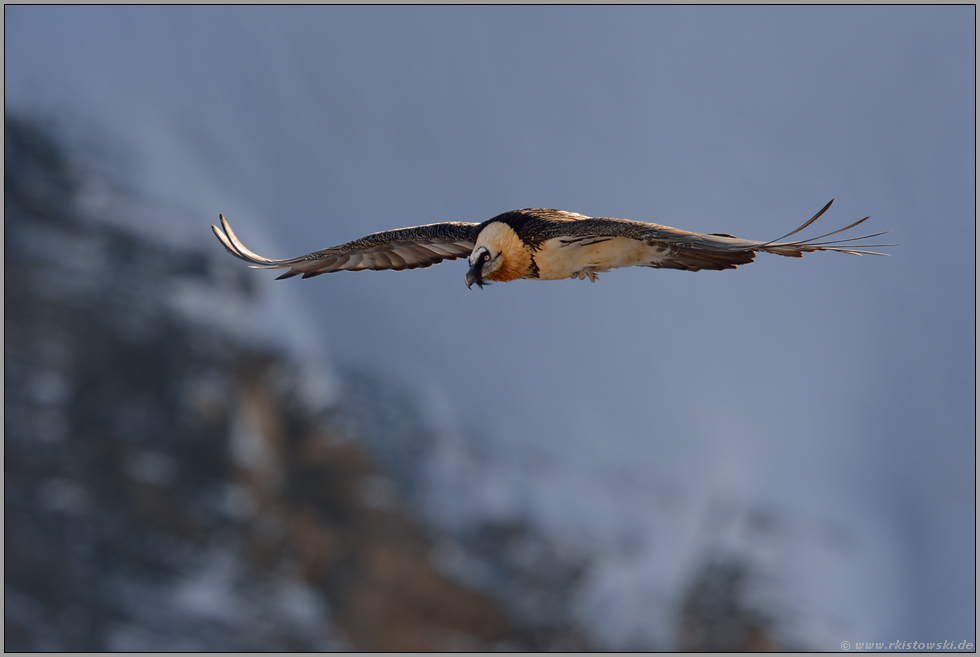 im letzten Licht... Bartgeier *Gypaetus barbatus*