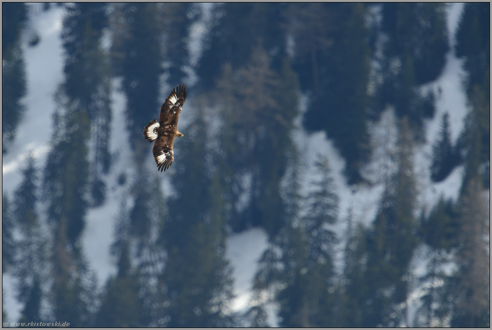 über den Wipfeln der Tannen... Steinadler *Aquila chrysaetos*