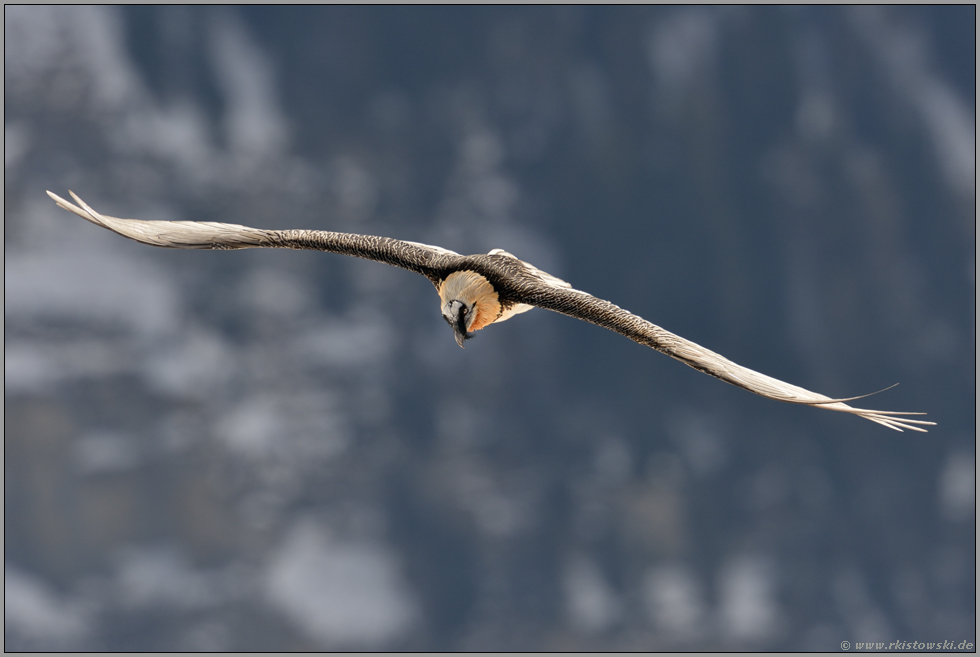 Kontrollblick... Bartgeier *Gypaetus barbatus*