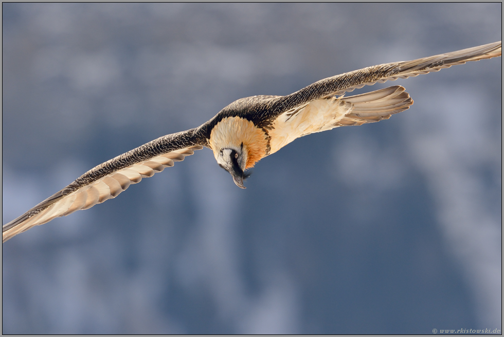 im Suchflug... Bartgeier *Gypaetus barbatus*